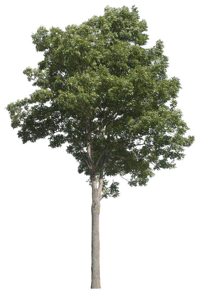 a large tree with green leaves on it's trunk and branches, against a white background