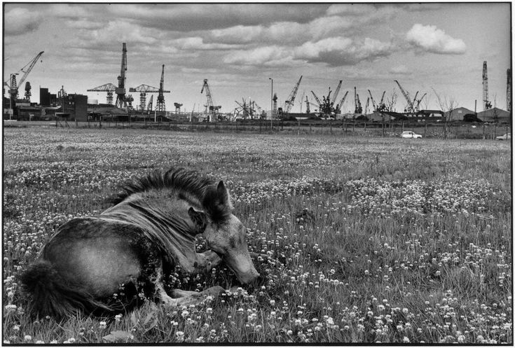 a horse that is laying down in the middle of a field with flowers and cranes behind it