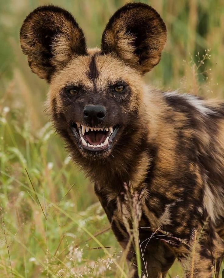 a close up of a hyena in the grass with its mouth wide open