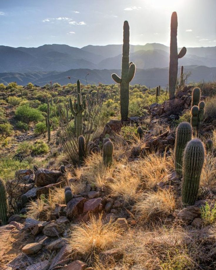 the sun shines on some cactus plants and rocks