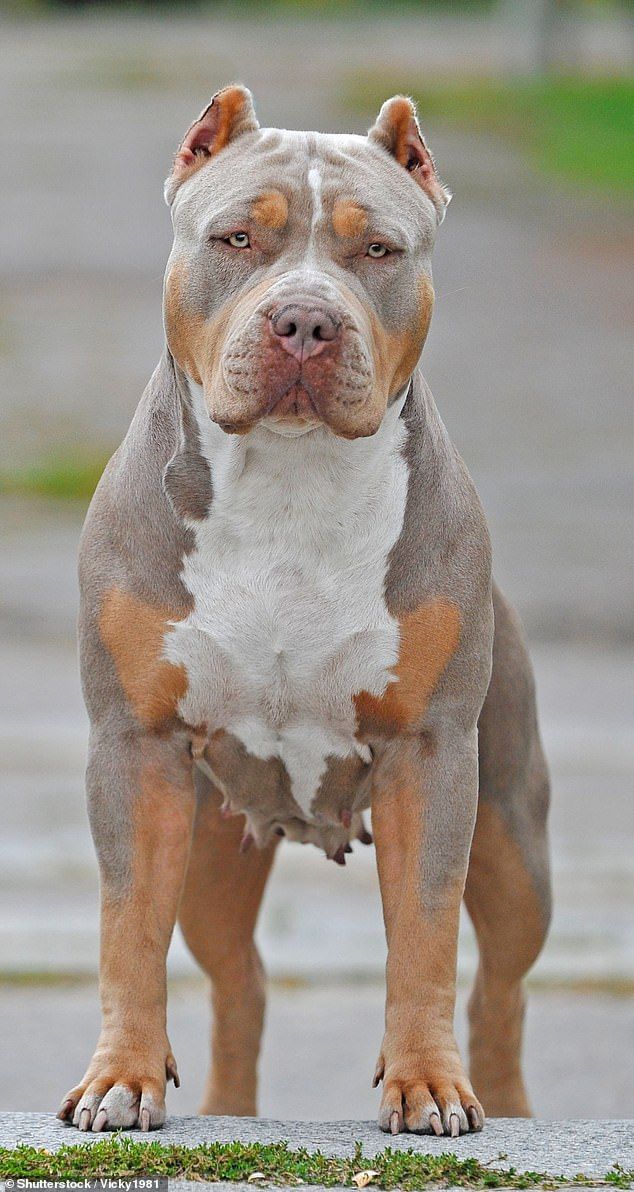 a brown and white dog standing on top of a cement road next to grass covered ground