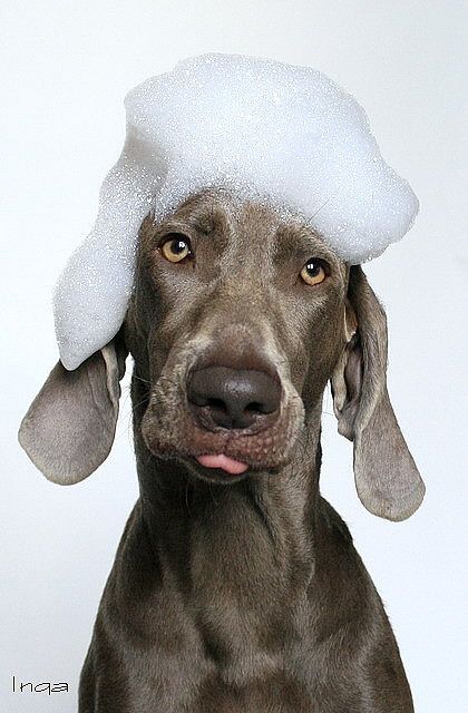 a brown dog with a white hat on it's head