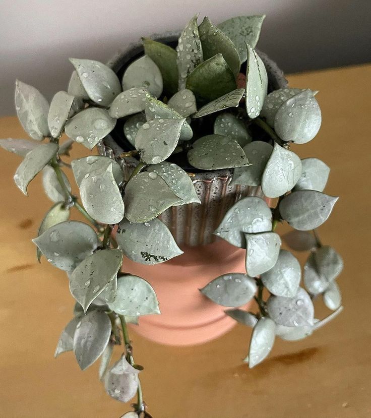 a potted plant with green leaves and water droplets on it's top, sitting on a table