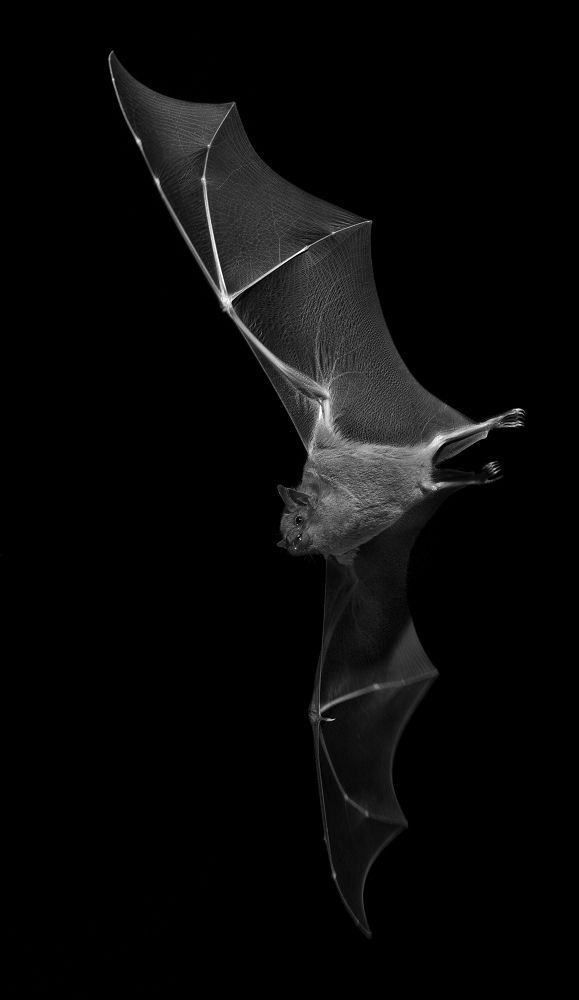 a black and white photo of a bat flying