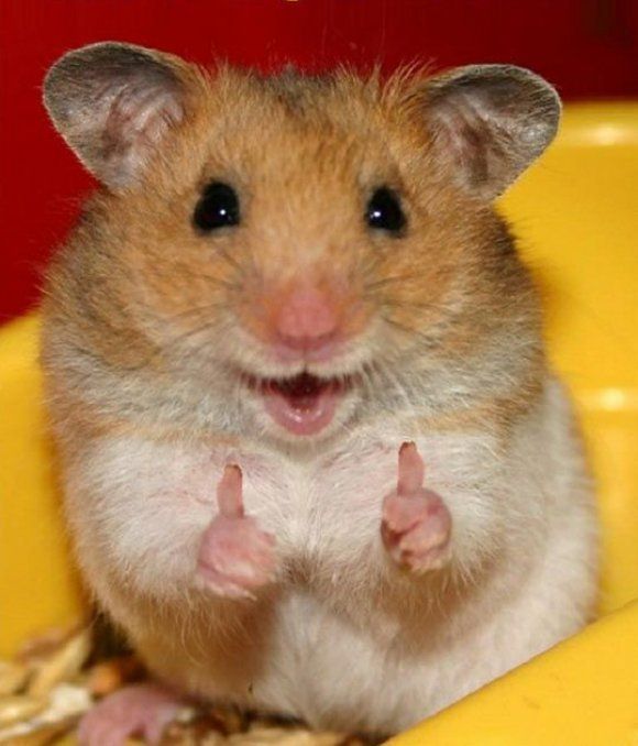 a brown and white hamster sitting in a yellow bowl