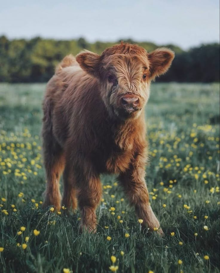 a baby cow standing in the middle of a field with dandelions on it