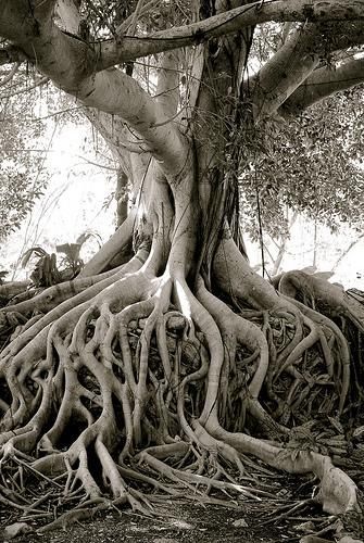 an old tree with very large roots in black and white