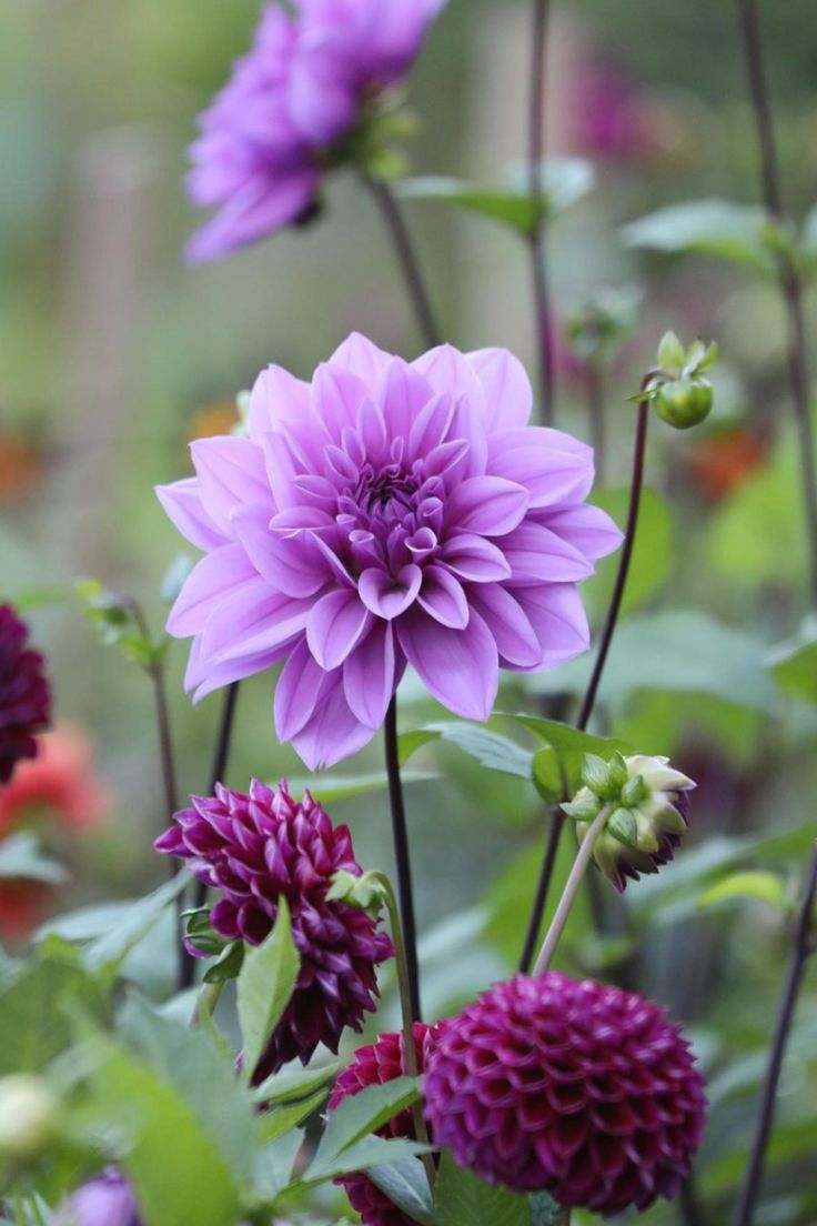 purple flowers are blooming in the garden