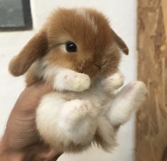 a small brown and white rabbit is holding it's paws up