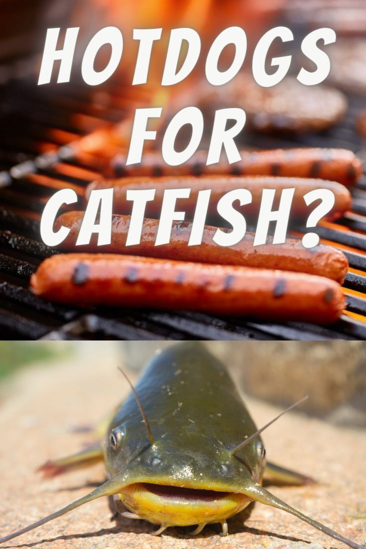 hotdogs and fish on the grill with caption saying hot dogs for catfish?