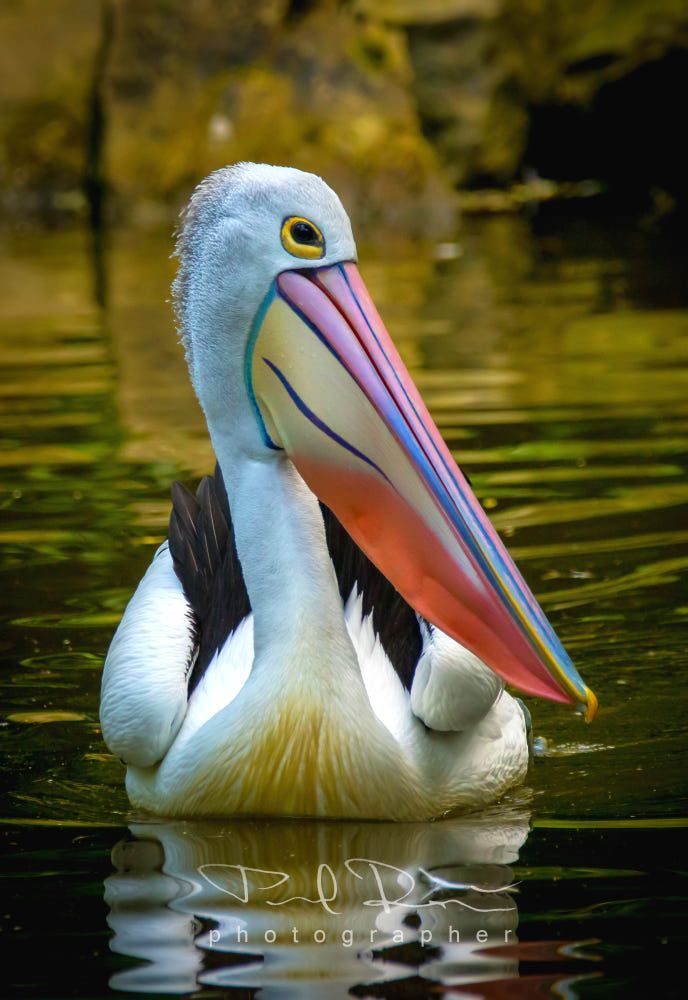 a pelican is sitting in the water with its beak open and it's eyes closed