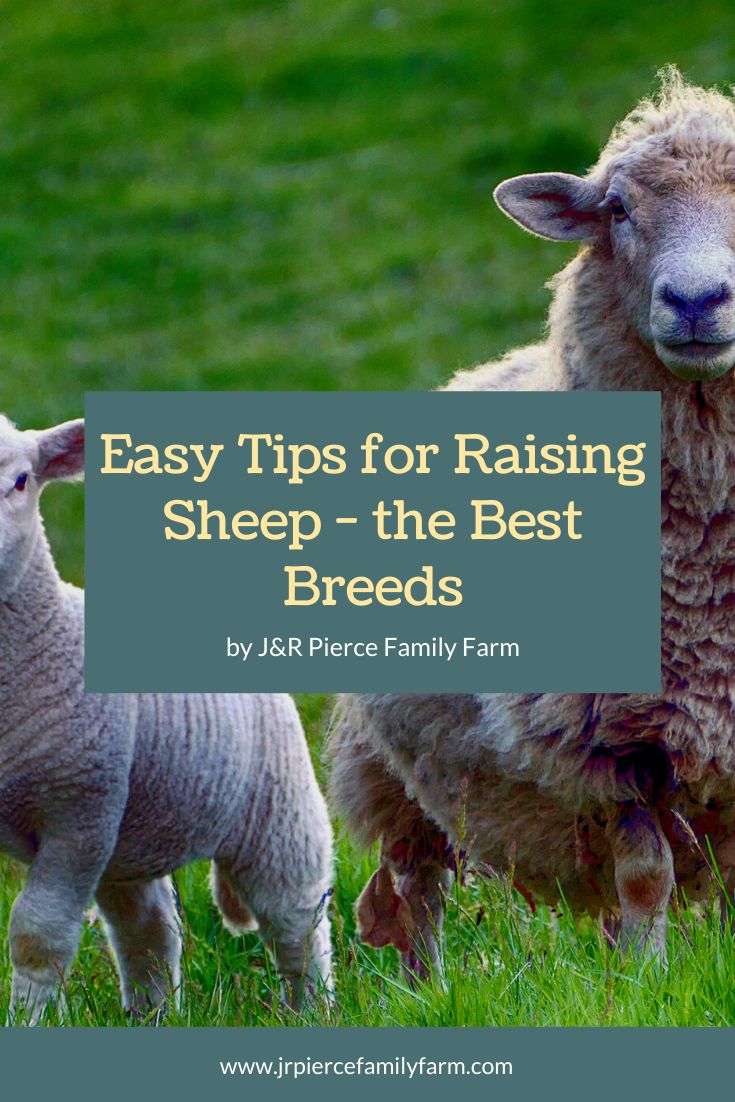 two sheep standing next to each other on top of a grass covered field with the words easy tips for raising sheep - the best breeds