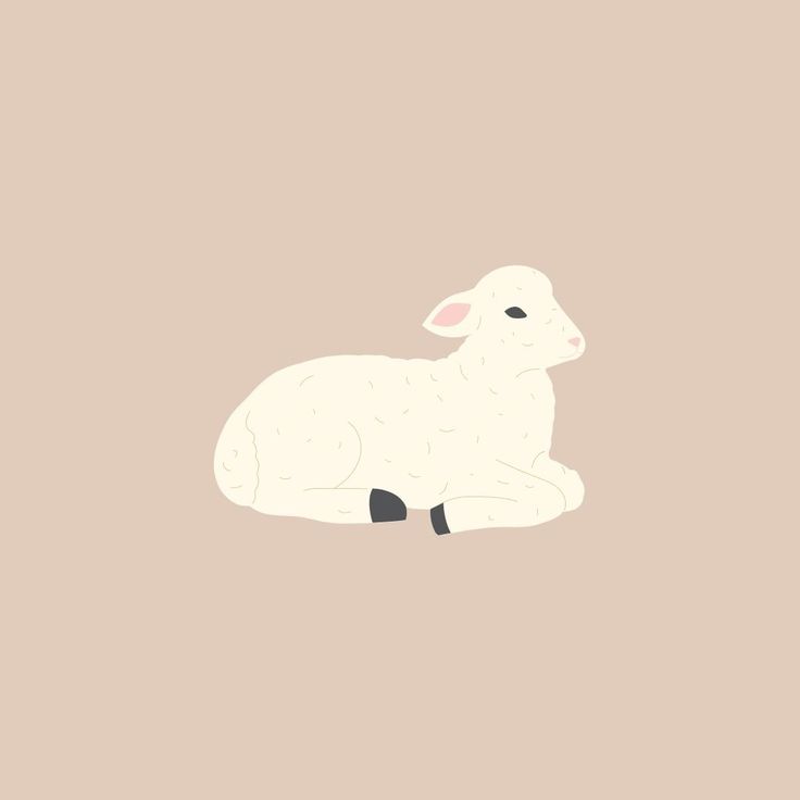 a white sheep laying down on top of a brown floor next to a pink wall