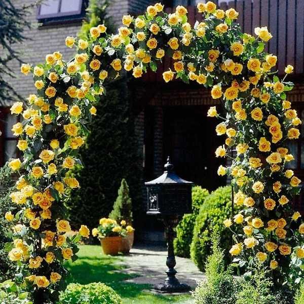 a yellow rose arch in the middle of a garden