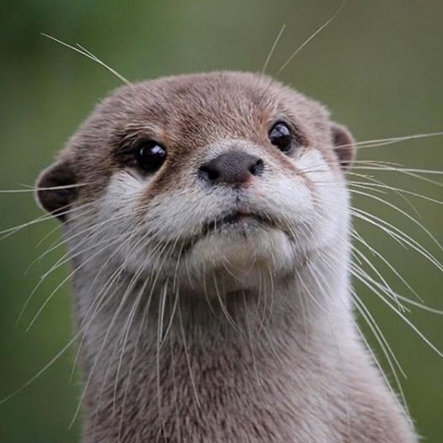 an otter looking at the camera while standing on its hind legs