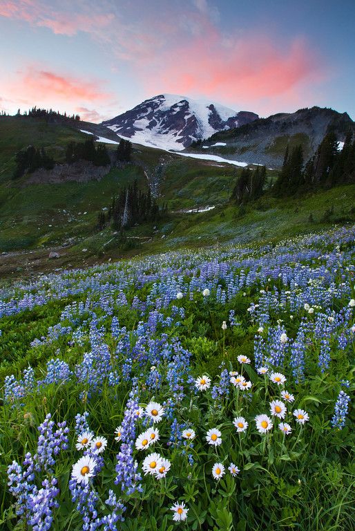 wildflowers in the foreground with a snow - capped mountain in the background