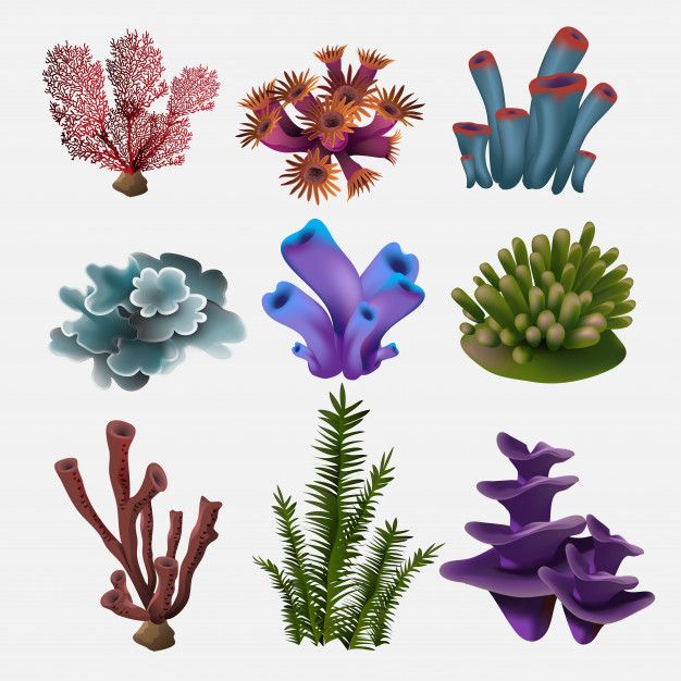 an assortment of sea plants and corals on a white background