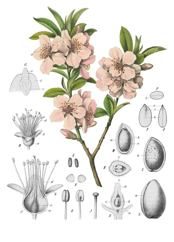 an illustration of flowers and eggs on a white background with text that reads, the natural history of flowering plants