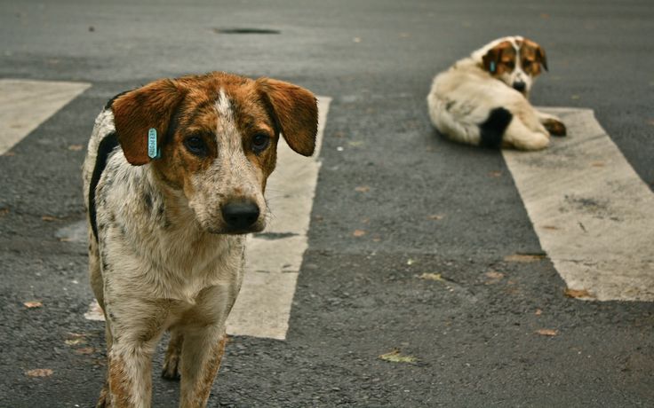 two dogs are sitting on the street waiting for their owner to cross it in front of them