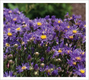 purple flowers with yellow centers blooming in a garden