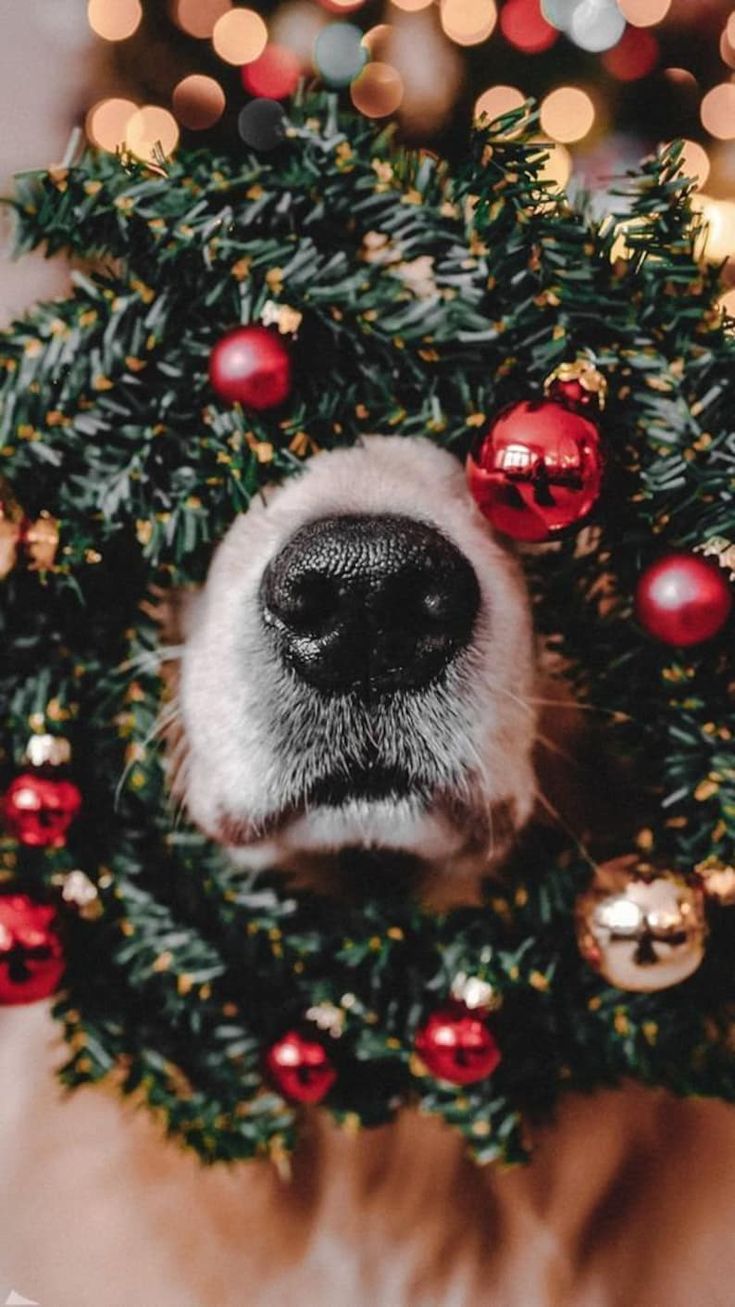 a dog's face is peeking out from behind a wreath with ornaments on it