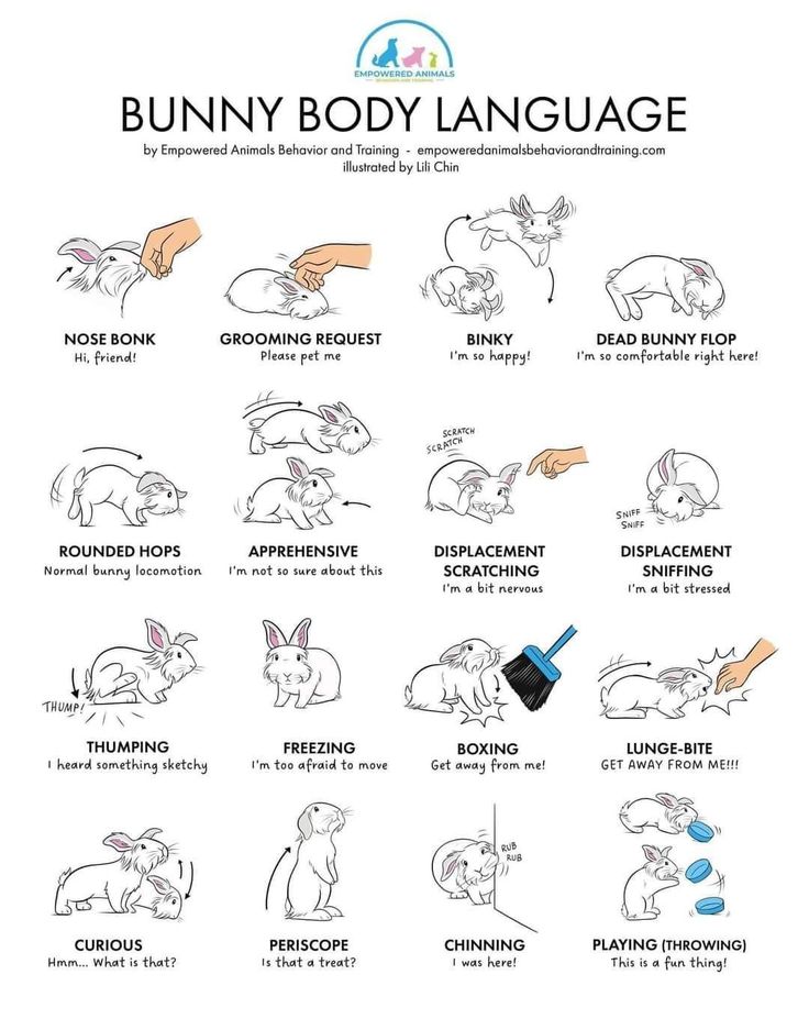 the bunny body language chart with instructions for how to use it in english and french