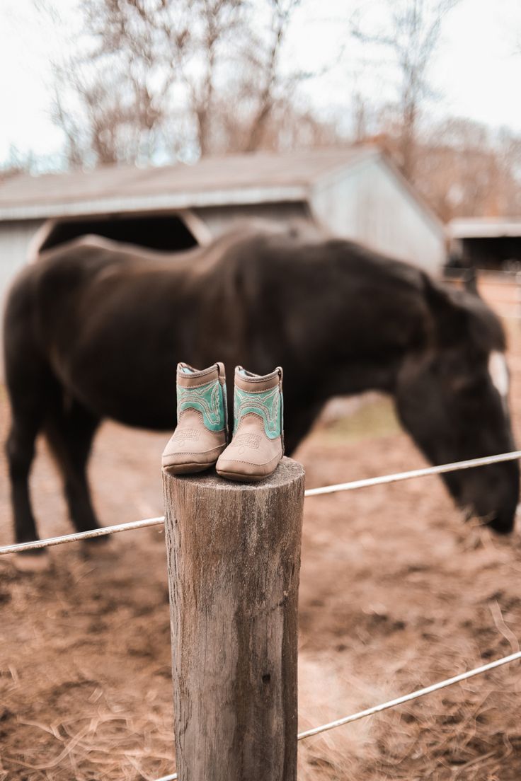 a pair of shoes sitting on top of a wooden post in front of a cow