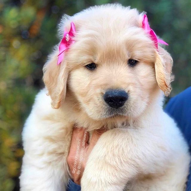 a white puppy with pink bows on its head is held in someone's arms