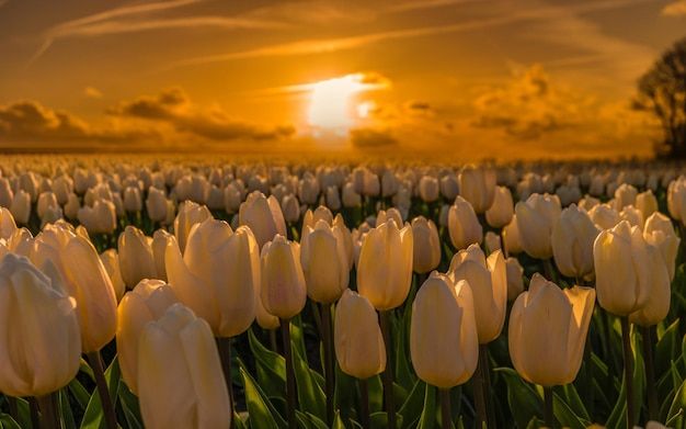 a field full of white tulips with the sun setting in the background