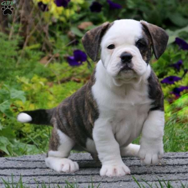 a brown and white puppy sitting on top of a cement slab in front of flowers