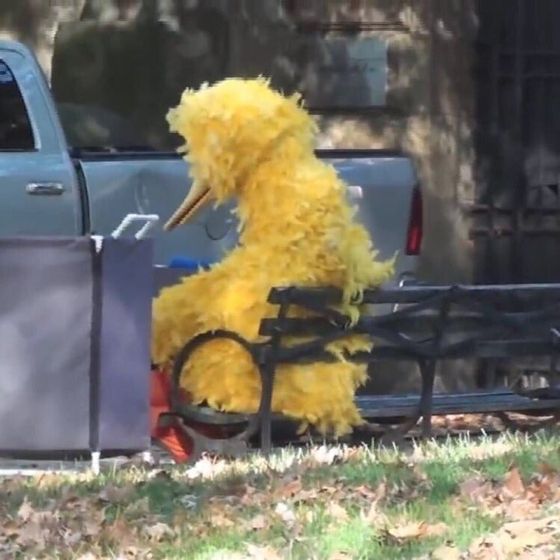 a large yellow bird sitting on top of a park bench next to a pick up truck