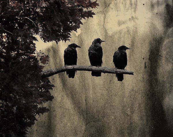 three black birds sitting on a tree branch