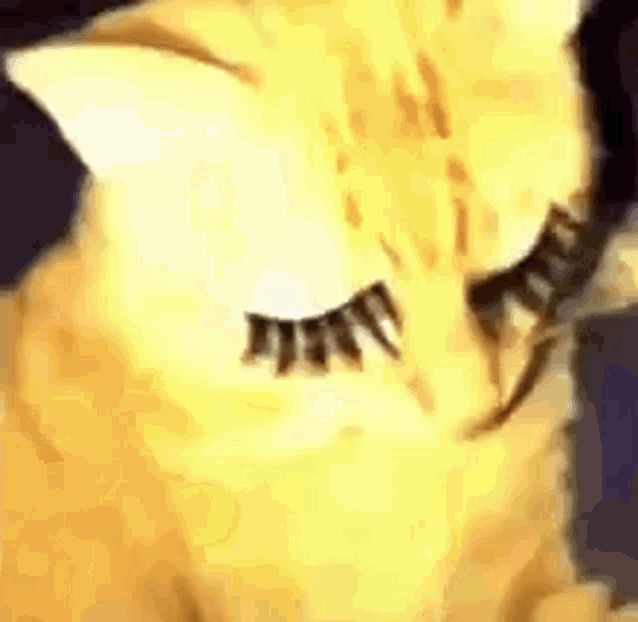 the cat has long eyelashes on it's face