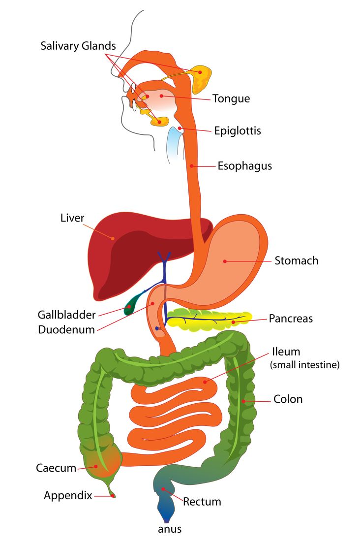 diagram of the human body organs including the liver, stomach, and intestories