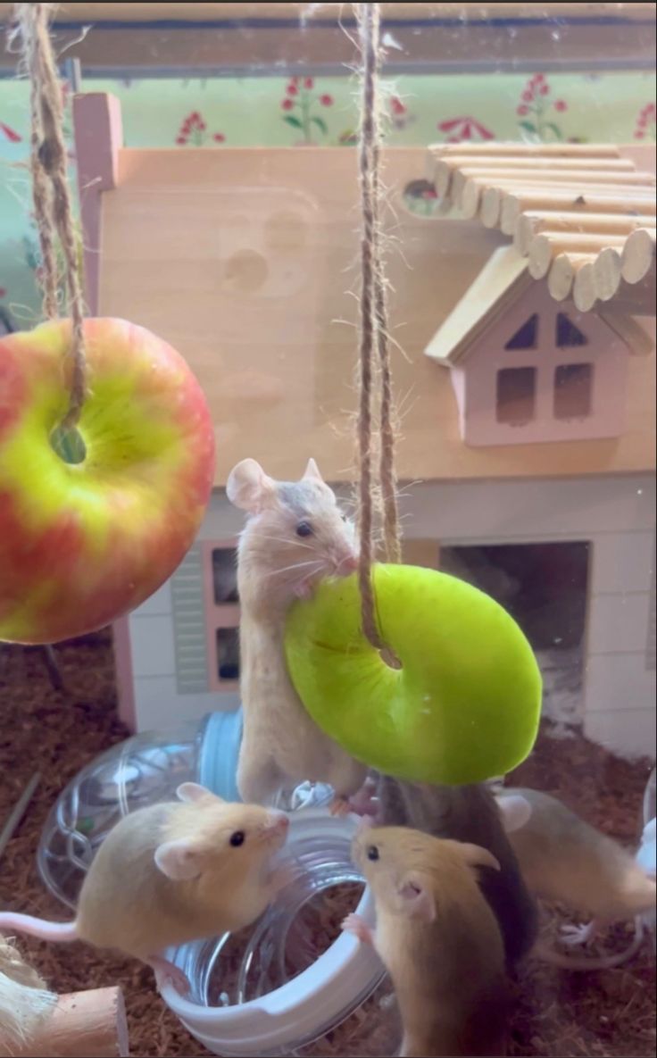 Mice eating and playing with apple Diy Mouse Toys, Rat Cage Diy, Diy Rat Toys, Pet Rat Cages, Rat Cage Accessories, Fancy Mouse, Enrichment Projects, Mouse Cage, Hamster Diy