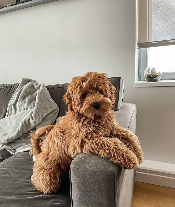 a brown dog sitting on top of a couch