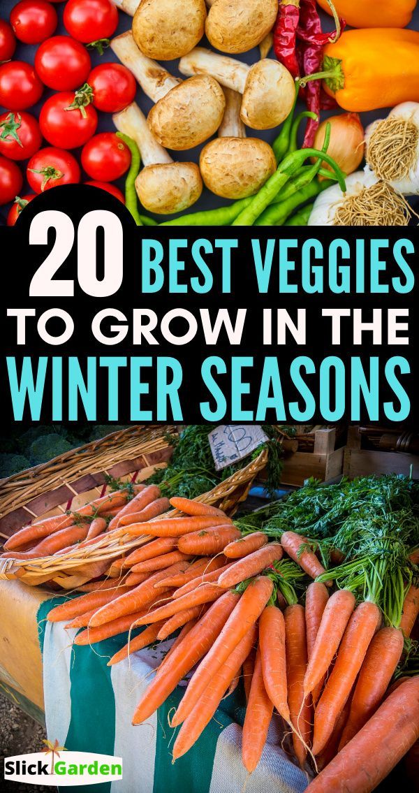 the top 20 best veggies to grow in the winter season