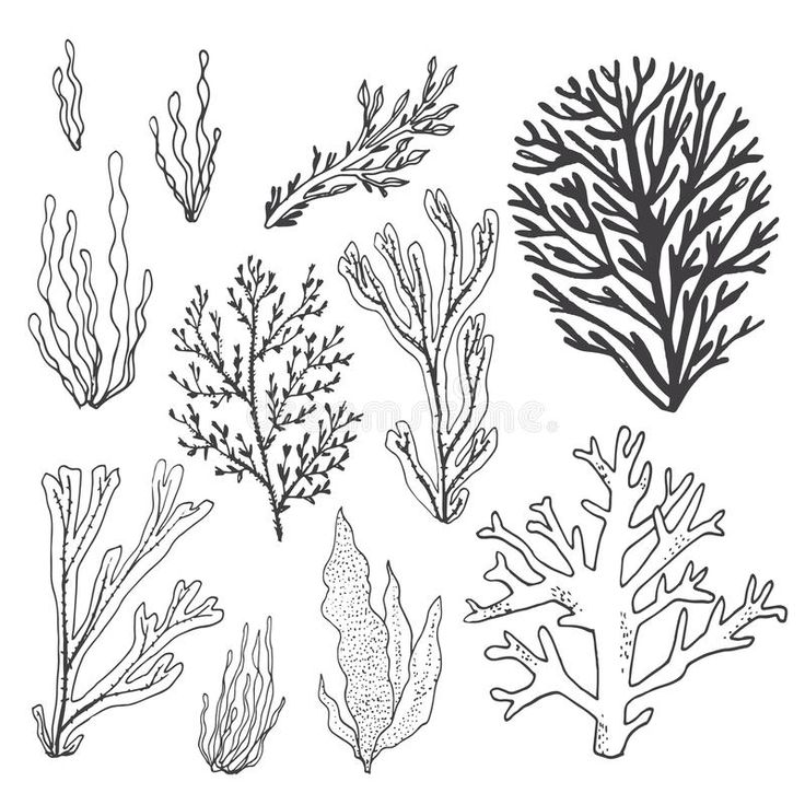 hand drawn seaweed and corals on white background