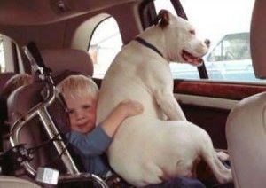 a young boy sitting in the back seat of a car with a large white dog