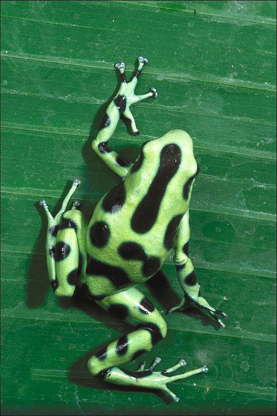 a black and white frog sitting on top of a green leaf covered ground next to another frog