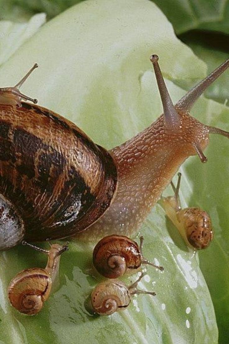 several snails crawling on top of a green leaf