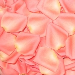 pink petals are scattered on top of each other