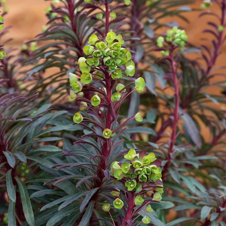 Striking dark foliage Burgundy-coloured stems Lime-yellow flowers in summer Drought tolerant A stunning euphorbia with deep green leaves, purple-tinged when young, and burgundy-coloured stems that deepen in colour in spring. Clusters of lime-yellow flowers in late spring and summer make a striking contrast with the dark foliage. This compact, drought-tolerant euphorbia adds a touch of drama to a sunny border and also looks great in a container. How you will receive your plants: Selected by our t Euphorbia Plant, Patio Fruit Trees, Dark Foliage, Plants That Attract Butterflies, Planting Garlic, Childrens Gardening, Architectural Plants, Compost Soil, Planting Onions