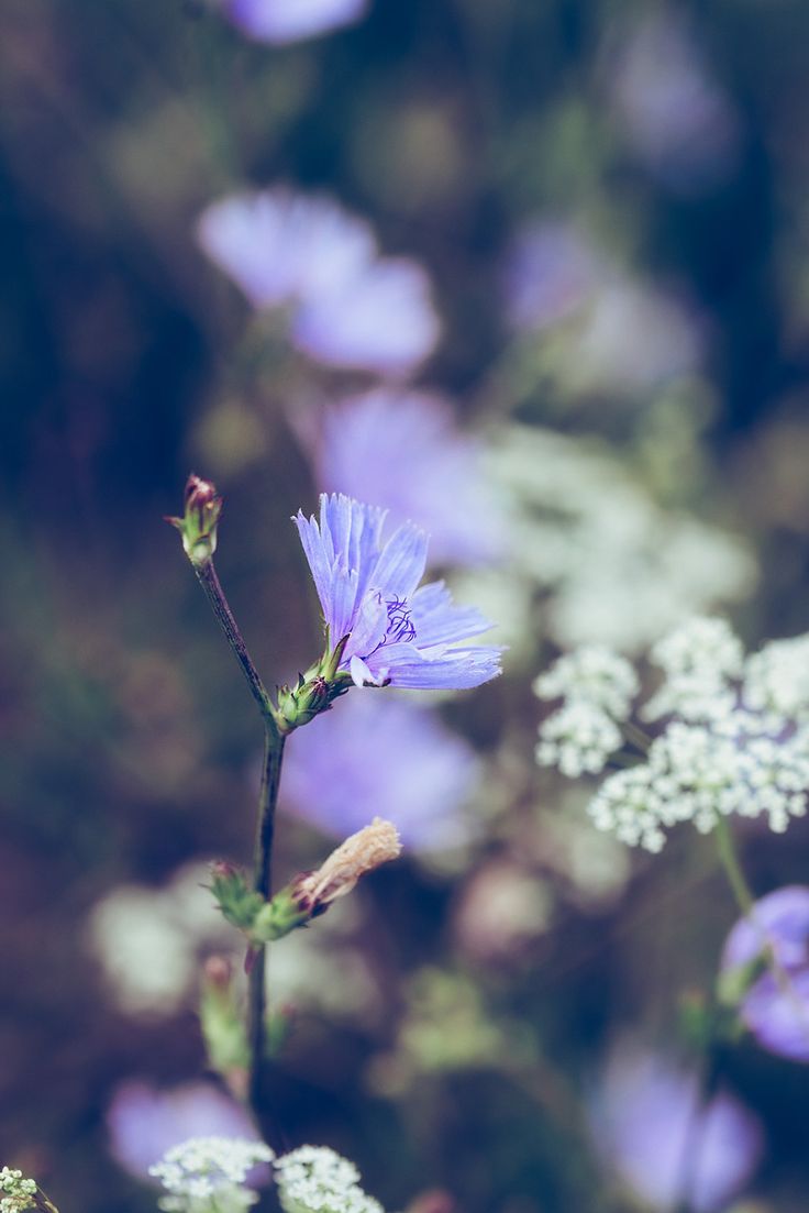 a blue flower with white flowers in the background