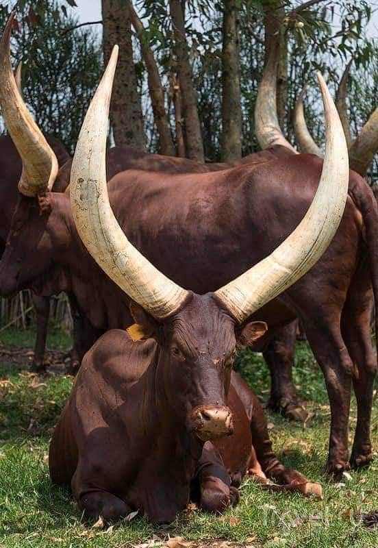 two brown cows with large horns sitting in the grass near some trees and other animals