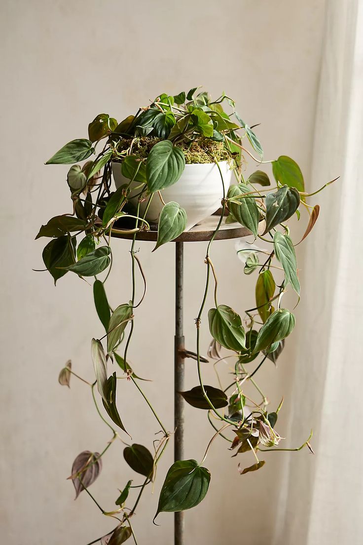 a potted plant sitting on top of a metal stand