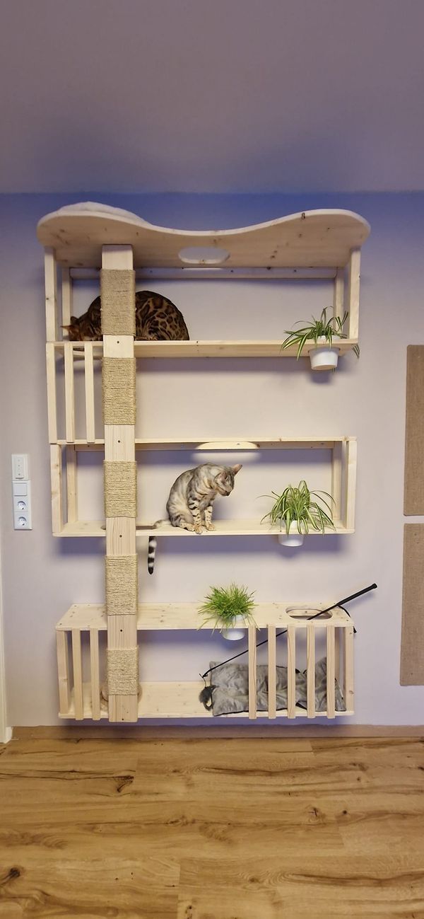 two cats sitting on top of wooden shelves in a room with blue walls and wood flooring