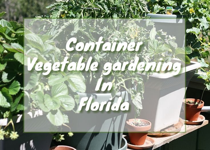 there are many potted plants on the shelf in the garden area with text overlay that reads container vegetable gardening in florida