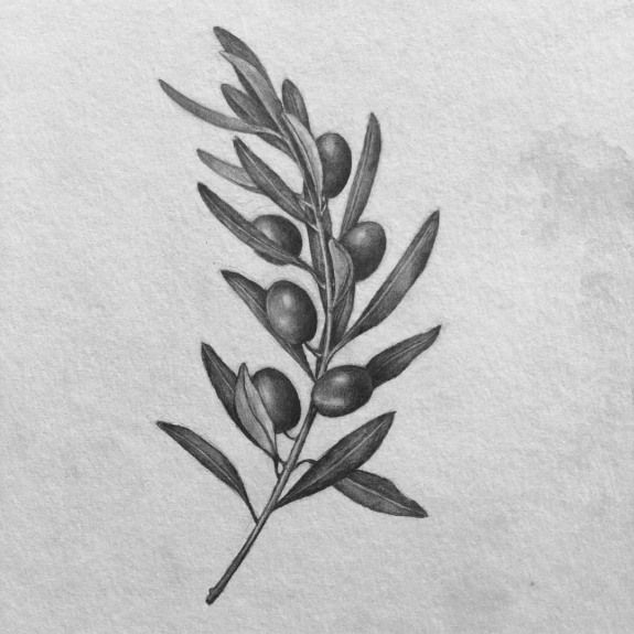 an olive branch with leaves drawn on paper