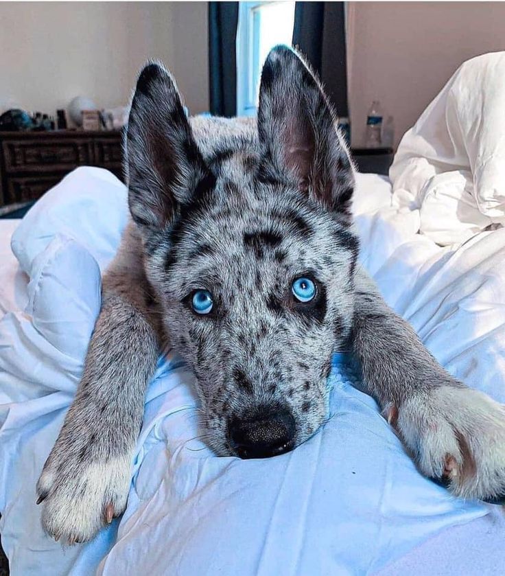 a dog laying on top of a bed with white sheets and blue eyes looking at the camera